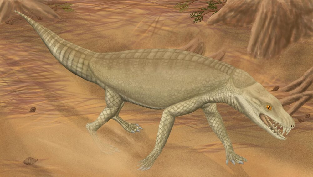 Armadillosuchus