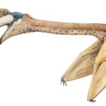 quetzalcoatlus_joschua-knueppe