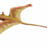 Sharovipteryx