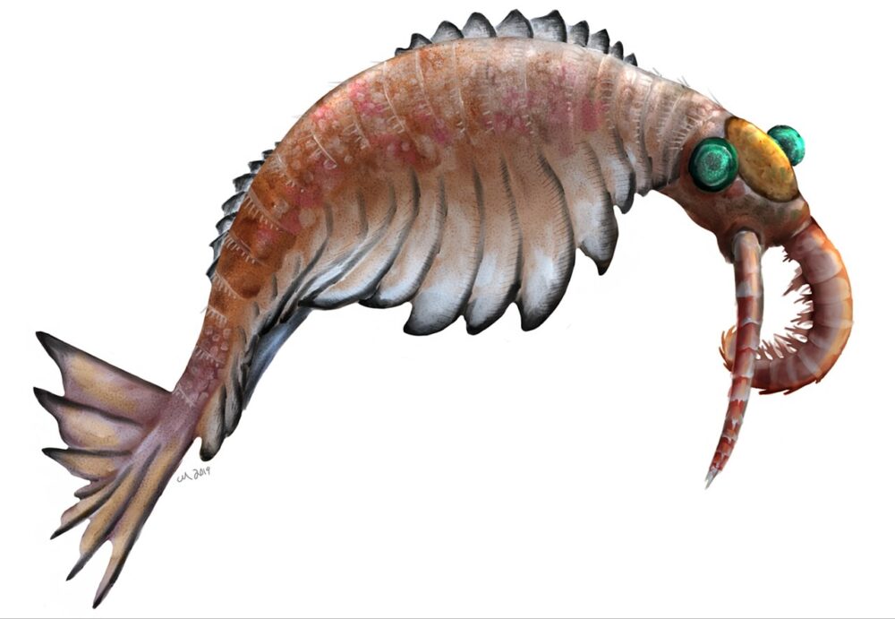 Вимерлий світ | Anomalocaris