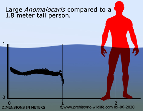 Вимерлий світ | Anomalocaris