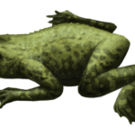 callobatrachus