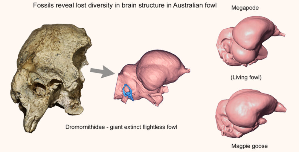 Вимерлий світ | Гігантські вимерлі австралійські птахи мали добре розвинений стереоскопічний зір та маленький мозок