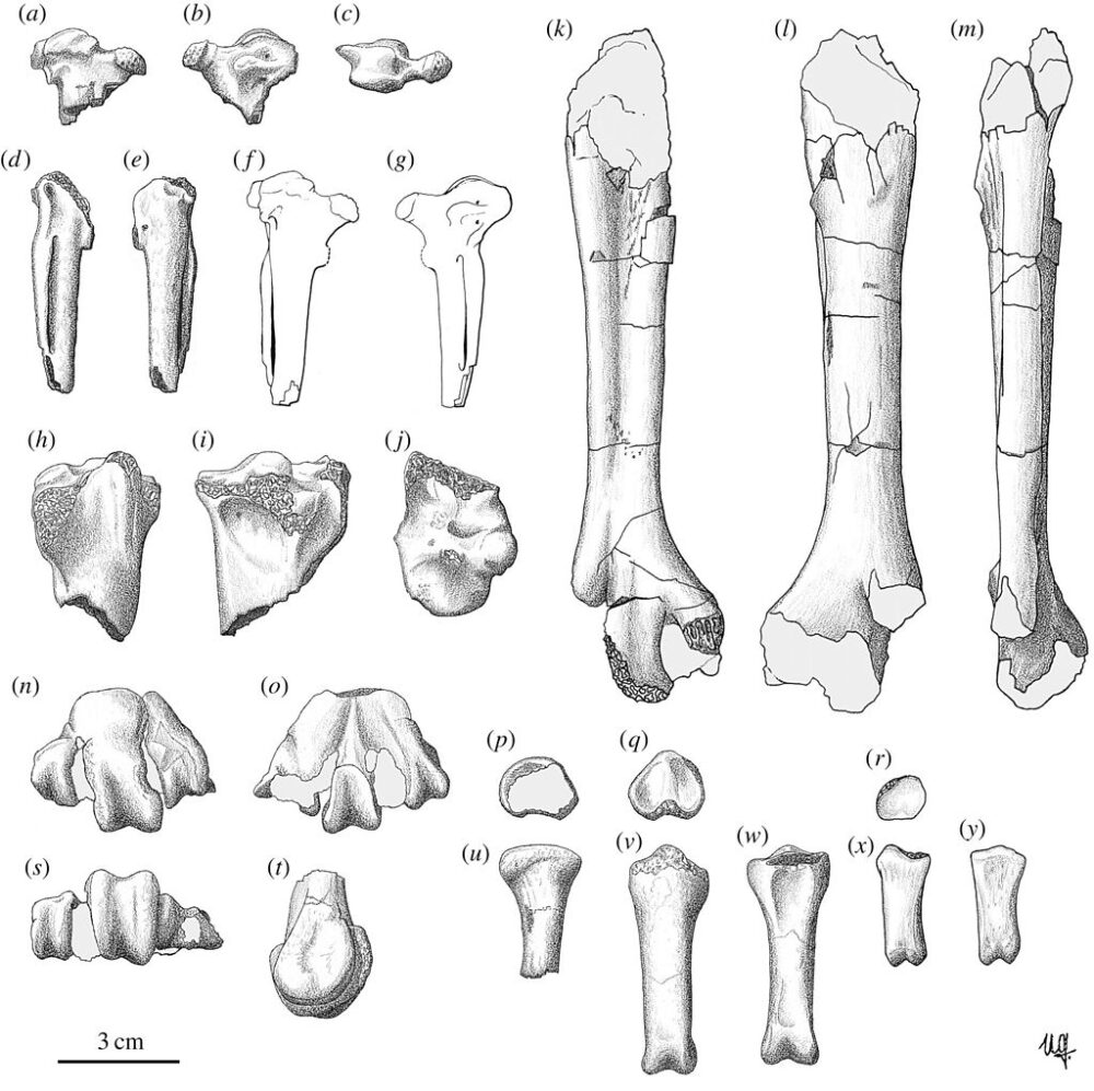 Вимерлий світ | Garganornis