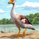 garganornis_ballmanni_reconstruction_by_stefano_maugeri