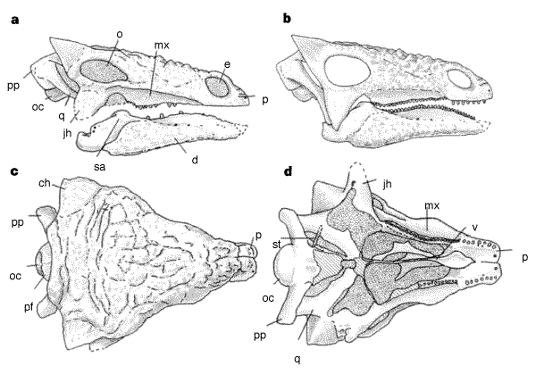 Вимерлий світ | Gargoyleosaurus