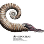 Aphetoceras