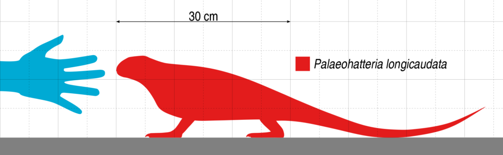 Вимерлий світ | Palaeohatteria