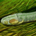 oestocephalus_guettleri_by_dibgd_de3i2kk-fullview