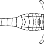 Orcanopterus
