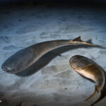 sacabambaspis_by_ntamura_d7ed9s6-fullview