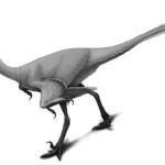 urbacodon