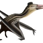 Ningchengopterus