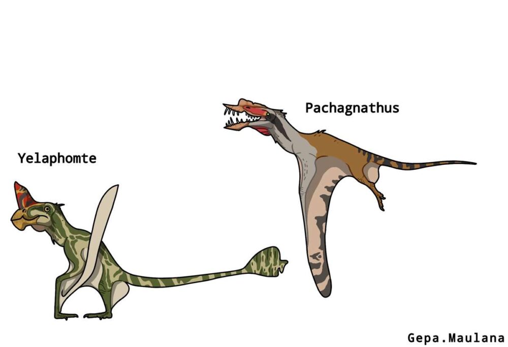 Yelaphomte і Pachagnathus.