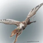 Pachagnathus