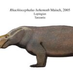 Rhachiocephalus