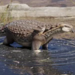 patagopelta_into_the_water