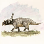 vagaceratops_by_dinohunter000_dbtp6gt-fullview