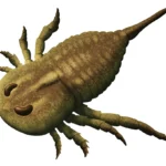 Brachyopterus