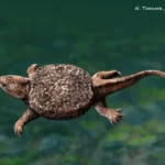 psephochelys_nt