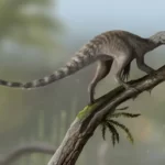 venetoraptor_gassenae