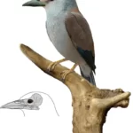 septencoracias_restoration