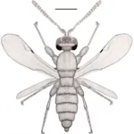 caradiophyodus