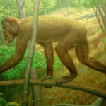 khoratpithecus-1