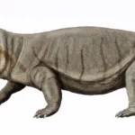 turfanodon22db