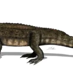 varanosuchus_sakonnakhonensis-novataxa_2024-pochat-cottilloux_lauprasert_chanthasit__@yohanpochatcot_@paleotoon