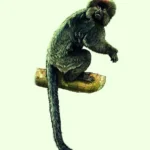 image_2486-south-america-oldest-monkey