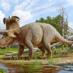 lokiceratops_rangiformis-novataxa_2024-loewen_sertich_sampson__evan