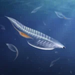 image_13130e-Nuucichthys-rhynchocephalus