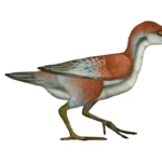 Shuilingornis_UDL