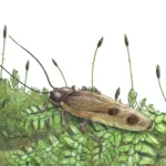 Alderblattina_simmsi-novataxa_2024-Swaby_Coe_Ross__@EmilyJSwaby_@ThePalAss__paleoArt_@PalaeoJules
