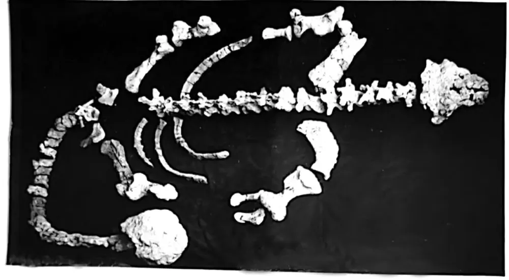 Вимерлий світ | Tianzhenosaurus