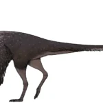 Mexidracon_longimanus