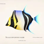 scalacurvichthys_naishi_by_prehistorybyliam_dfld9op-pre