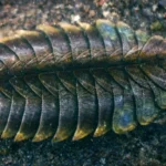 Plumulites_bengstoni