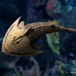 Superciliaspis_NT