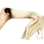 lacusovagus_joschua-knueppe