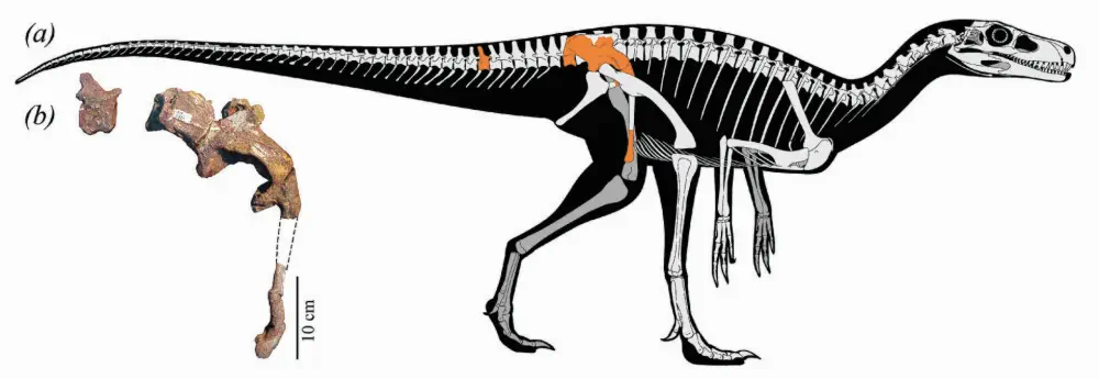 Вимерлий світ | Maleriraptor Вимерлий світ | Maleriraptor