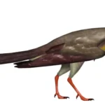 Novavis_UDL