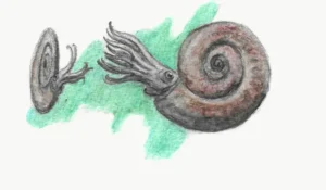 Psiloceras|Вимерлий світ