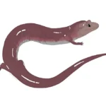 etsu-fossil-discovery