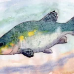 Lepidotes
