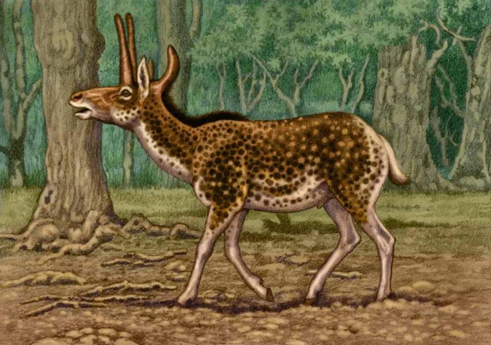 Вимерлий світ | Procranioceras Вимерлий світ | Procranioceras