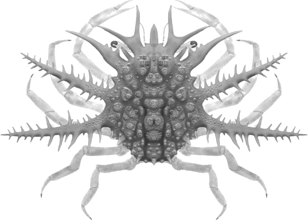 Вимерлий світ | Eoactinotocarcinus Вимерлий світ | Eoactinotocarcinus