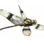 Cordualadensa_acorni-novataax_2025-Mueller__