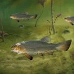 Diandongichthys_ocellatus-novataxa_2023-Xu_Ma